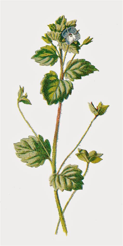 Antique Images Free Antique Botanical Illustration Digital Flower