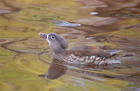 Female Mandarin Duck Free Image On 4 Free Photos