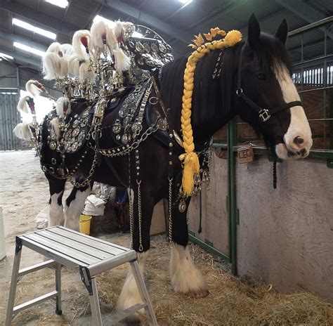 Heavy Horses Bling It Up The Decorated Harness Class At Englands 2011