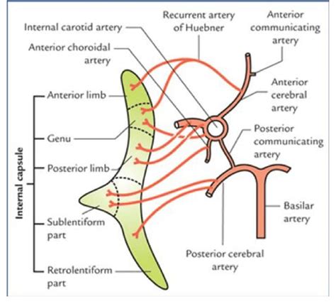 A Schematic Illustration Of Blood Supply Of The Internal Capsule The
