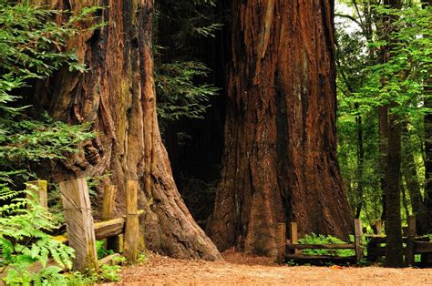 Henry Cowell Redwoods State Park Santa Cruz County Ca State Parks