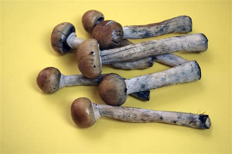 Denver Just Voted To Decriminalize Magic Mushrooms Vox
