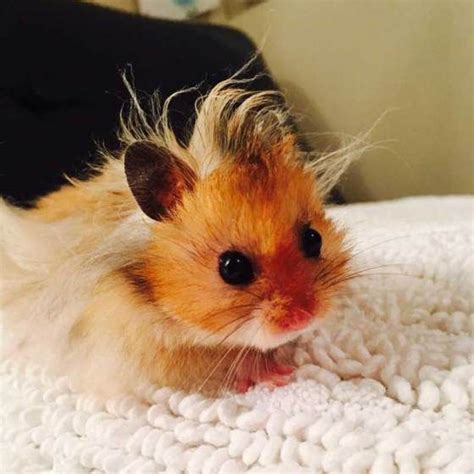 Baby Syrian Hamster Cutest Animals Ever Pinterest