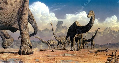 Sauropod Dinosaurs Stock Image C0039389 Science Photo Library