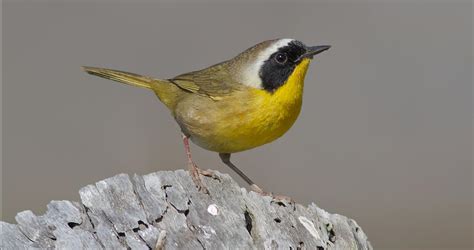 Common Yellowthroat Identification All About Birds Cornell Lab Of