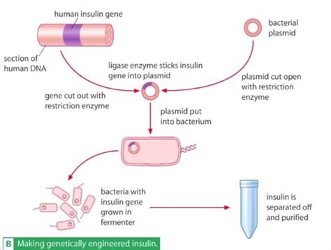 136 Genetic Engineering Putting Human Insulin Genes Into Bacteria Biology Notes For Igcse