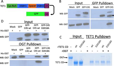 Ogt Binds A Conserved C Terminal Domain Of Tet1 To Regulate Tet1