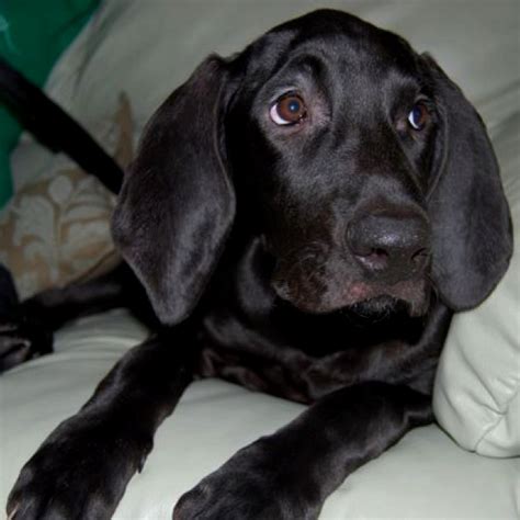 Find coonhound in dogs & puppies for rehoming | find dogs and puppies locally for sale or adoption in canada : My Bloodhound lab mix rescue pup