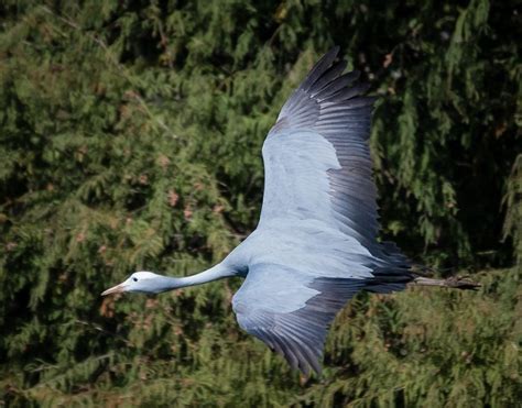 Blue Crane Facts Habitat Diet Lifespan Predators Pictures