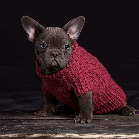 French bulldog puppies for sale. French Bulldog For Sale! Where to Find The Right Puppy?