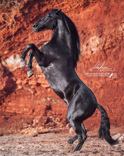 Beautiful Black Friesian Horse Rearing Against A Burnt Red Background