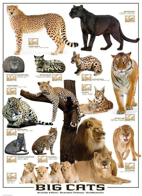 Explain to students that they will now observe detailed satellite imagery of the specific habitat locations listed in their charts. Big Cats Poster | Wild cats, Cats and kittens, Animals