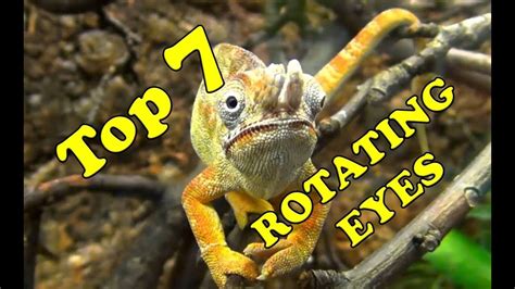 Top 7 Chameleon Rotating Eyes How Chameleons Move Their Eyes