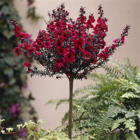 Tea Tree Leptospermum Shrub Outdoor Garden 90cm Pink Flowering Dwarf