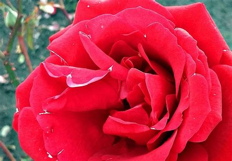 Resep air mawar buatan sendiri dari bunga mawar asli secara alami sederhana di rumah. Wow 19+ Gambar Bunga Mawar Mekar - Richa Gambar