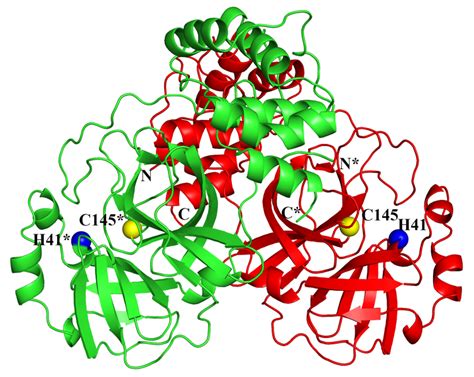 They do this by cleaving the peptide bonds within proteins by hydrolysis, a reaction where water breaks bonds. Struktur der Hauptprotease des Coronavirus aufgeklärt ...