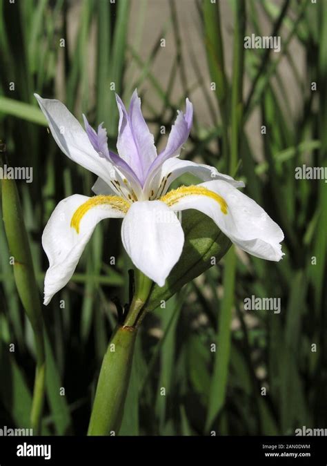 Moraea Iridioides Dietes Stock Photo Alamy