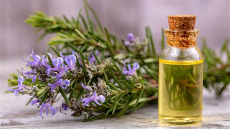 Let Rosemary Oil Give Your Hair The Length And Strength It Needs Here