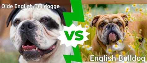 Olde English Bulldogge Vs English Bulldog What Are 8 Key Differences