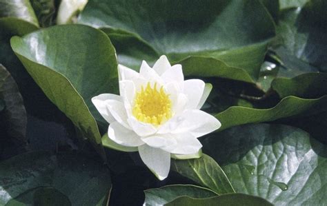 Gardening How To Grow And Care For Water Lilies The Irish News
