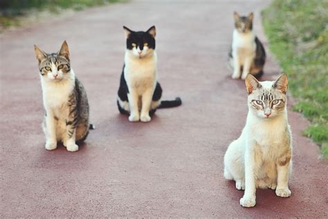 What Is A Group Of Cats Called Petsoid
