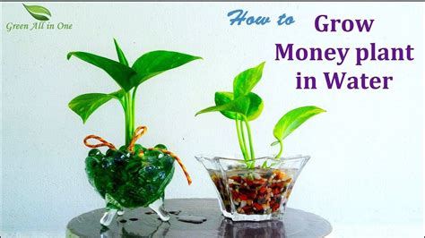 How To Grow Money Plant In Watermoney Plant Growing Ideasmoney Plant