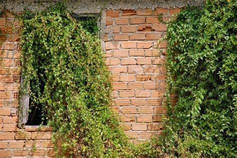 Creeper Plant Old House Architecture Stock Photos ~ Creative Market