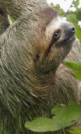 Sloth Facts Animal Facts Encyclopedia