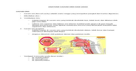 Anatomi Cavum Oris Pdf Document