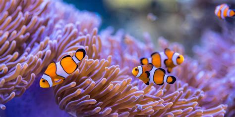 Fun Facts Clownfish And Sea Anemone Unique Fish Photo
