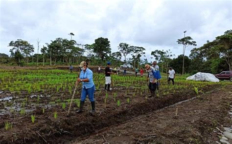 Ecuador Impulsa La Producci N Agroecol Gica Con Transferencia De