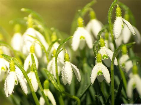 Snowdrops Wallpapers Wallpaper Cave