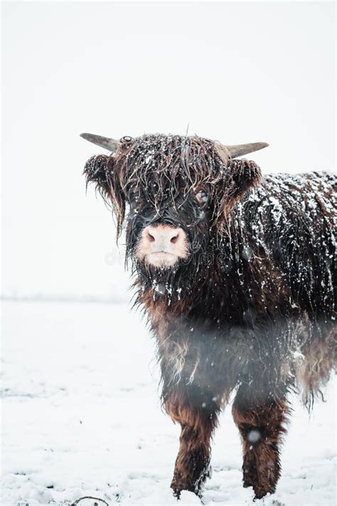 Scottish Highlander Cow Cattle Covered With Snow In Nature 2022 Stock