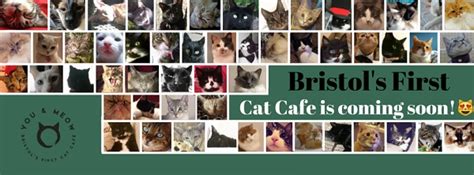 Cat Cafe Youandmeow Cafe To Open In January 2017 Bristol Bites