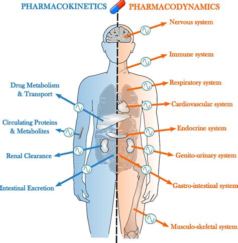 Systems Chronotherapeutics Pharmacological Reviews