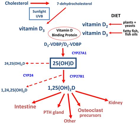 Overview Of Vitamin D Metabolism Adapted With Permission Of Elsevier