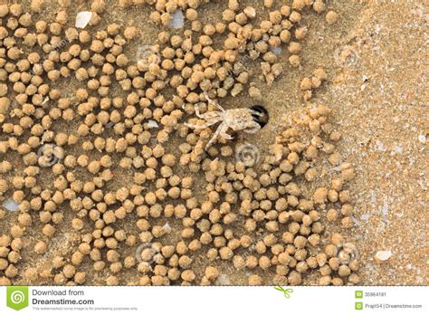 Ghost Crab Hole Stock Image Image Of Outdoors Brown