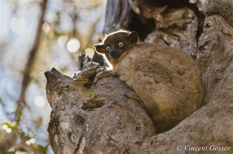 Hubbards Sportive Lemur 001 X213351 Gesser Images And Photography