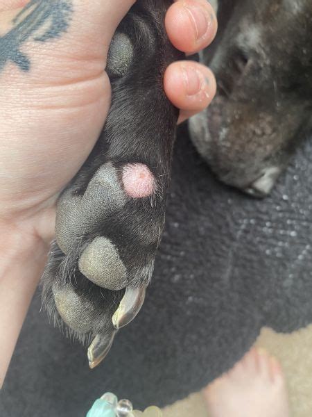 Mysterious Lump On Dogs Paw Vet Help Direct