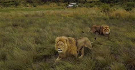 Lion Kills Woman On Kevin Lion Whisperer Richardsons Reserve