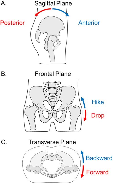The Human Pelvis Variation In Structure And Function During Gait