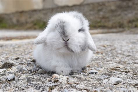 Cuccioli Disponibili Nel 2020 Coniglio Nano Coniglio