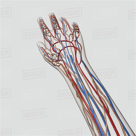 Medical Illustration Of Arteries Veins And Lymphatic System In Hand