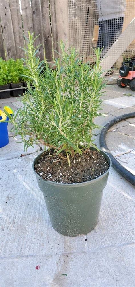 Large Rosemary Live Herb Plant 6 Inch Pot Etsy