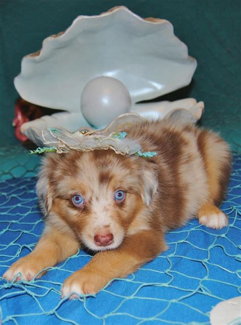 Shamrock Rose Aussies Update We Have Puppies Born 5316 Out Of