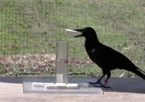 Crows Solve Puzzles Inspired By Aesops Fables Live Science