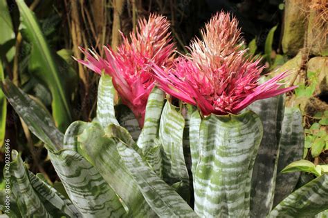 Aechmea Fasciata Aechmea Fasciata Primera Close Up Aechmea Fasciata