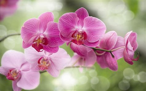 Orchid Tapeter Wallpaperbetter