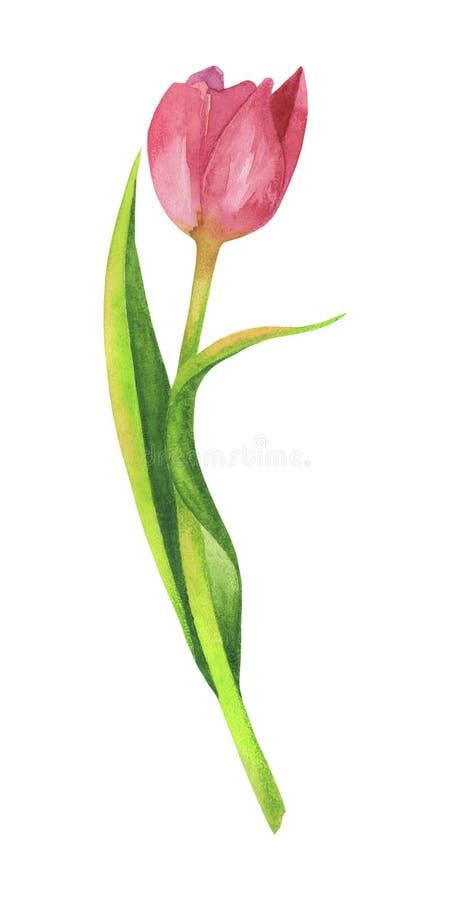 Watercolor Tulip Pink Tulip On Isolated White Background Stock