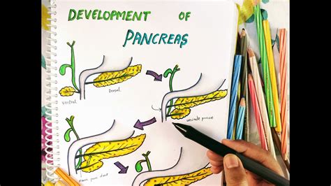 Development Of Pancreas Easy Anatomy Development Embryology
